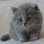 kotka brytyjska długowłosa WIRGINIA - mam 7 tygodni