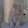 kotka brytyjska długowłosa WIRGINIA - mam 8 tygodni