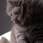 kotka brytyjska długowłosa WIRGINIA - mam 7 tygodni