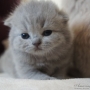 kot brytyjski niebieski- XANDER