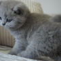 kot brytyjski niebieski- XANDER 6 tygodni