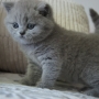 kot brytyjski niebieski- XANDER 6 tygodni