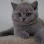 kot brytyjski niebieski- XANDER 10 tygodni