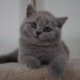 kot brytyjski niebieski- XANDER 10 tygodni