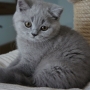 kot brytyjski niebieski- XANDER