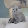 kot brytyjski niebieski- XANDER