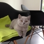 kot brytyjski niebieski- XANDER  w nowym domu  09 2014