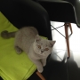 kot brytyjski niebieski- XANDER  w nowym domu  09 2014
