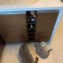 koty brytyjskie niebieskie - Xena i Kilial w nowym domu - 2020 r
