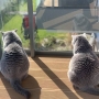 koty brytyjskie niebieskie - Xena i Kilial w nowym domu - 2020 r