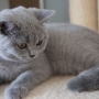 hodowla kotów brytyjskich- XENA kotka niebieska - mam 3 m-ce