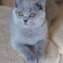 hodowla kotów brytyjskich- XENA kotka niebieska - mam 3,5 m-c