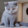 hodowla kotów brytyjskich- XENA kotka niebieska - mam 3,5 m-c
