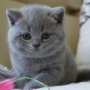 hodowla kotów brytyjskich- XENA kotka niebieska