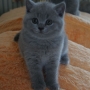 hodowla kotów brytyjskich- XENA kotka niebieska