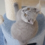 hodowla kotów brytyjskich- XENA kotka niebieska - 12 tydodni