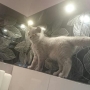 kotka niebieska- Xena- 09-2014- w nowym domku