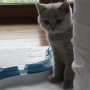 2014 08 25 kot brytyjski liliowy- XOLANI w nowym domu