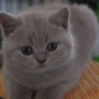 kot brytyjski liliowy - Xolani