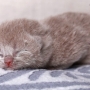 kot brytyjski liliowy - Xolani mam 7 dni  - foto: diamond-studio.pl