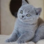 hodowla kotów- niebieski YURI