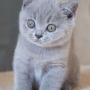 hodowla kotów- niebieski YURI