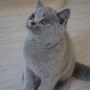 hodowla kotów- niebieski YURI- 13 tygodni