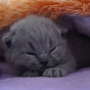 hodowla kotów- niebieski YURI- mam 14 dzień