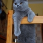 hodowla kotów- niebieski YURI-   mam 6 miesięcy