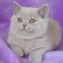 hodowla kotów brytyjskich-  kot liliowy  ZAPPA Franuś - 10 tygodni