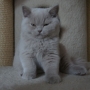 hodowla kotów brytyjskich-  kot liliowy  ZAPPA Franuś - 10 tygodni