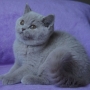 hodowla kotów brytyjskich-  kot liliowy  ZAPPA Franuś