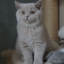 hodowla kotów brytyjskich-  kot liliowy  ZAPPA Franuś - 3 m-ce
