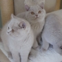 hodowla kotów brytyjskich-  kot liliowy  ZAPPA Franuś - 3 m-ce