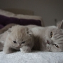 hodowla kotów brytyjskich-  kot liliowy  ZAPPA Franuś i Mamusia