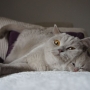 hodowla kotów brytyjskich-  kot liliowy ZAPPA Franuś  i Mamusia