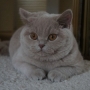 hodowla kotów brytyjskich-  kot liliowy  ZAPPA Franuś -4 m-ce
