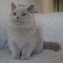 hodowla kotów brytyjskich-  kot liliowy  ZAPPA Franuś - 4 m-ce