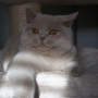 hodowla kotów brytyjskich-  kot liliowy  ZAPPA Franuś - 5 m-cy