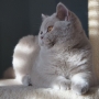hodowla kotów brytyjskich-  kot liliowy  ZAPPA Franuś - 5 m-cy