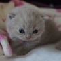 hodowla kotów brytyjskich-  kot liliowy  ZAPPA Franuś