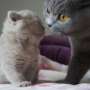 hodowla kotów brytyjskich-  kot liliowy ZAPPA Franuś  i Ciocia FIFI