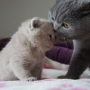 hodowla kotów brytyjskich-  kot liliowy  ZAPPA Franuś  i Ciocia FIFI