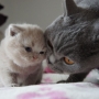 hodowla kotów brytyjskich-  kot liliowy ZAPPA Franuś i Ciocia FIFI