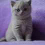 hodowla kotów brytyjskich-  kot liliowy  ZAPPA Franuś - 8 tygodni