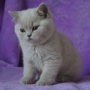 hodowla kotów brytyjskich- kotka liliowa ZAREEN - 10 tygodni