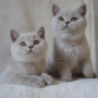 hodowla kotów brytyjskich- kotka liliowa ZAREEN  i ZIDANE - 11 tygodni