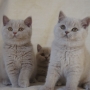 hodowla kotów brytyjskich- kotka liliowa ZAREEN i Franuś ZAPPA - 11 tygodni