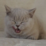 hodowla kotów brytyjskich- kotka liliowa ZAREEN - 11 tygodni