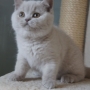 hodowla kotów brytyjskich- kotka liliowa ZAREEN - 11 tygodni
